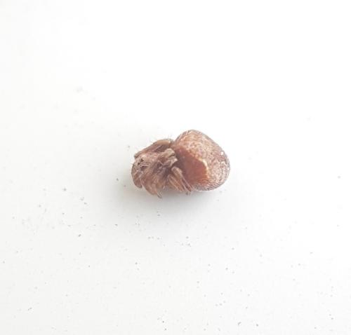 Réf. 219 265 : Araneus (sturmi-triguttatus)